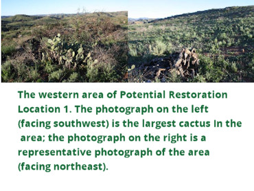 The western area of Potential Restoration Location 1. The photograph on the left (facing southwest) is the largest cactus in the area; the photograph on the right is a representative photograph of the area (facing northeast).