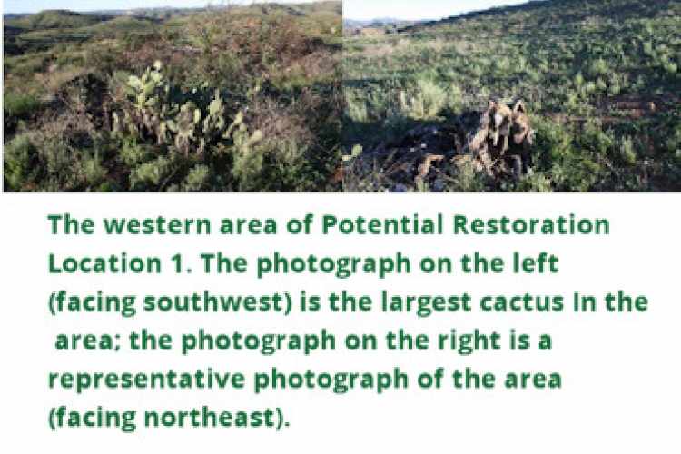 The western area of Potential Restoration Location 1. The photograph on the left (facing southwest) is the largest cactus in the area; the photograph on the right is a representative photograph of the area (facing northeast).